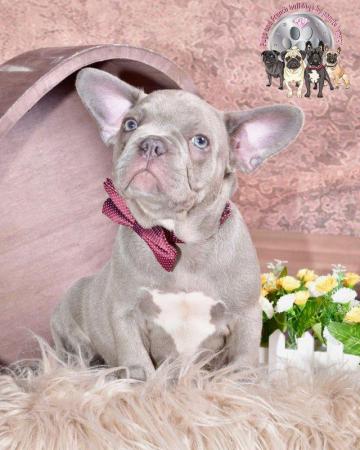 Image 6 of Kc Frenchie pups new shade Isabella carriers