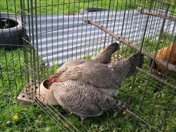 Image 2 of Chickens - Poultry - Cream Legbars - Oswestry Shropshire