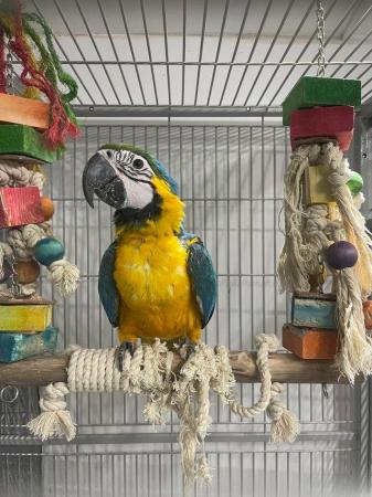 Image 4 of Supertame Baby blue and gold macaw parrot