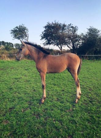 Image 3 of PRE Andalusian Filly to make 16hh