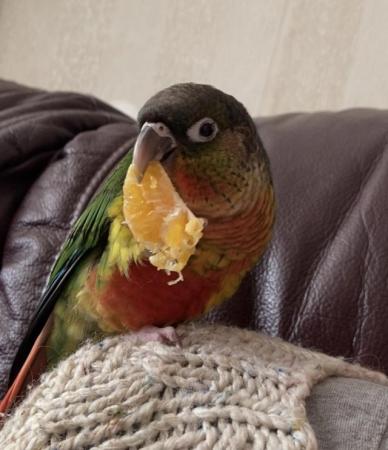 Image 5 of Take and cheeky Conure and cage