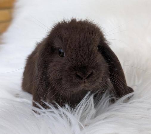 Image 4 of Gorgeous mini lop baby ready now