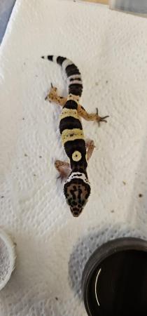 Image 2 of Leopard Gecko hatchling