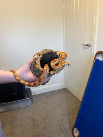 Image 4 of 10 year old corn snake and setup for sale