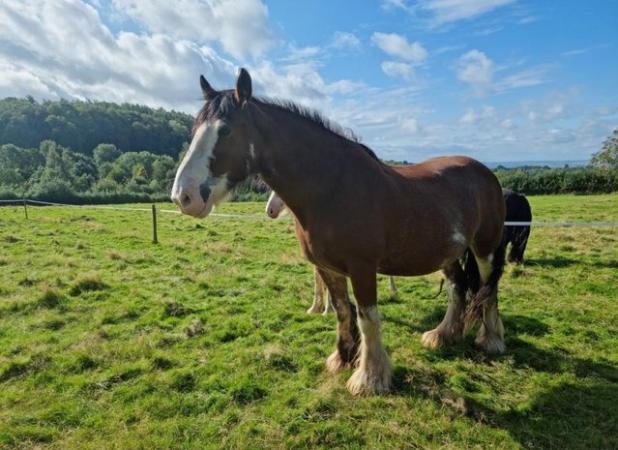 Image 1 of 14 year old registered Clydesdale mare