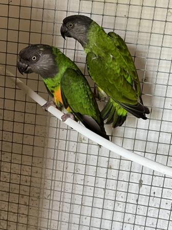 Image 3 of Adult breeding pair of Senegal Parrots
