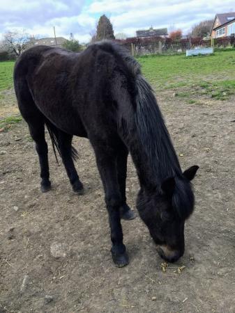Image 4 of Black 14h cob mare needing good home