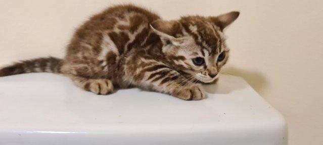Image 15 of DISCOUNTED Bengal kittens ready for a loving new home