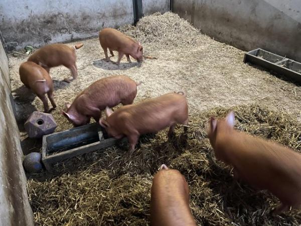 Image 3 of Tamworth Gilts and Boars for sale