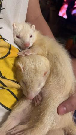 Image 3 of albino mother and daughter duo