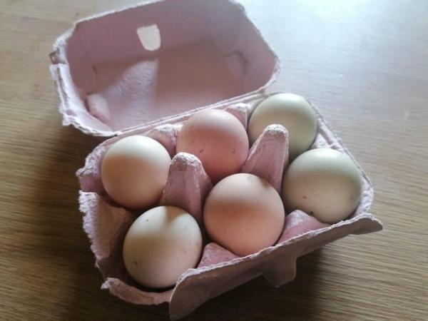 Image 3 of Fertile Pekin Bantam hatching eggs