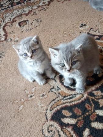 Image 4 of Stunning full British Shorthair kittens