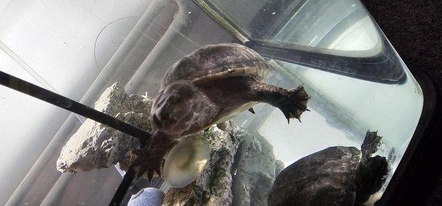 Image 2 of 2 turtles, with tank, food filter