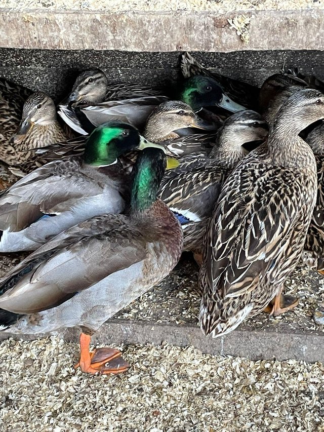 Preview of the first image of Pair of mallard breeding ducks.