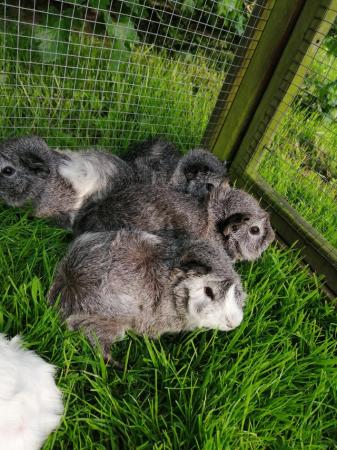 Image 2 of Guinea pigs available now in beautiful grey and white colour