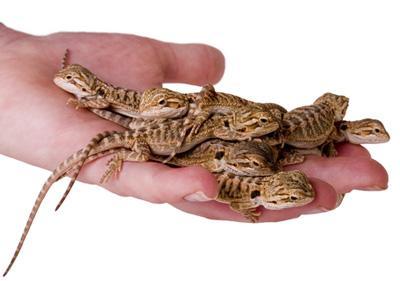Image 15 of WARRINGTON PETS STOCKED LIZARDS FOR SALE