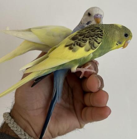 Image 12 of Hand Tame Baby Budgie Parakeets