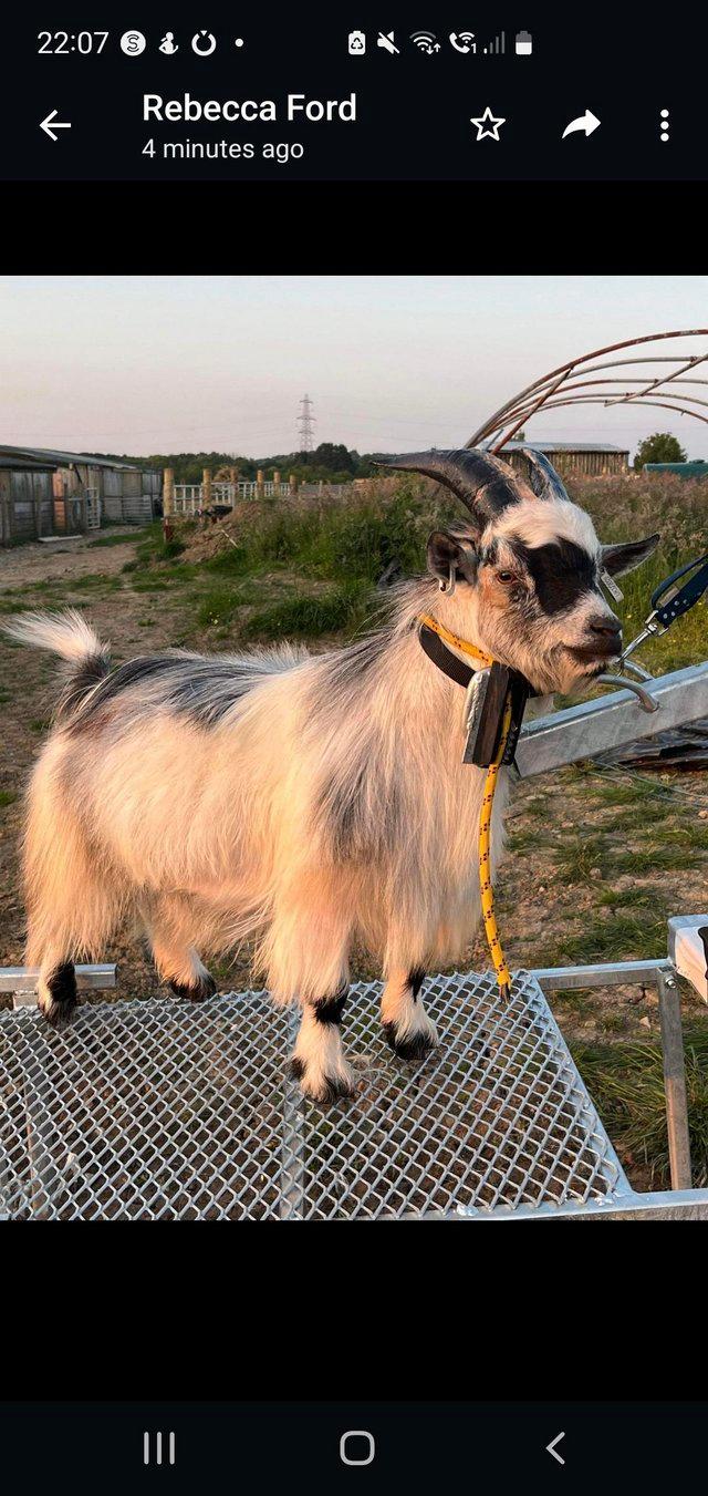 Preview of the first image of PGC Registered Billy Goat For Hire.