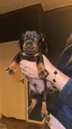 Image 8 of 4 x Black and Tan male daschund puppies for sale £800