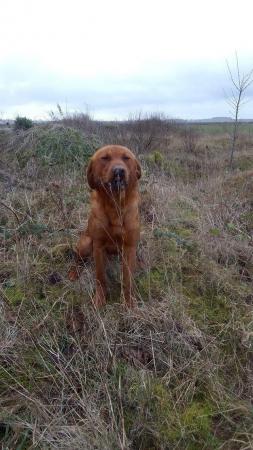 Image 3 of For sale two year old male fox red Labrador