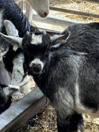 Image 3 of Pygmy Goat Kids - beautiful markings from happy herd