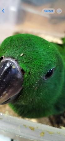 Image 5 of Hand reared baby male Solomon island eclectus parrot