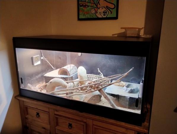 Image 3 of 1 Year old Bearded Dragon and complete setup