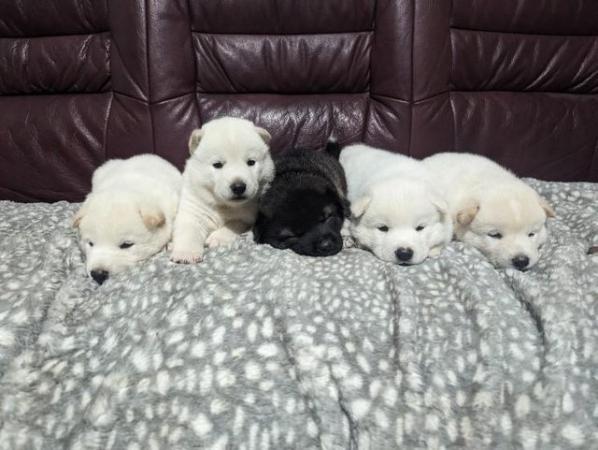 Image 4 of Stunning Husky-Akita puppies ready for new homes now!