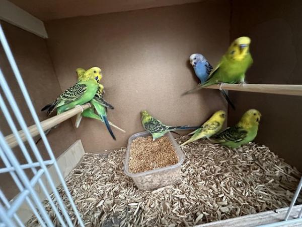 Image 4 of Aviary Clearance Budgie