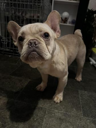 Image 4 of French bulldog male 10 month