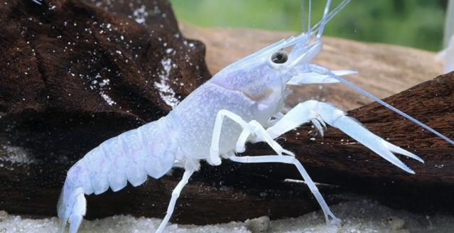 Image 1 of tropical Blue Crayfish for sale
