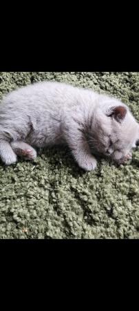Image 7 of Gccf registered lilac British Shorthair kittens