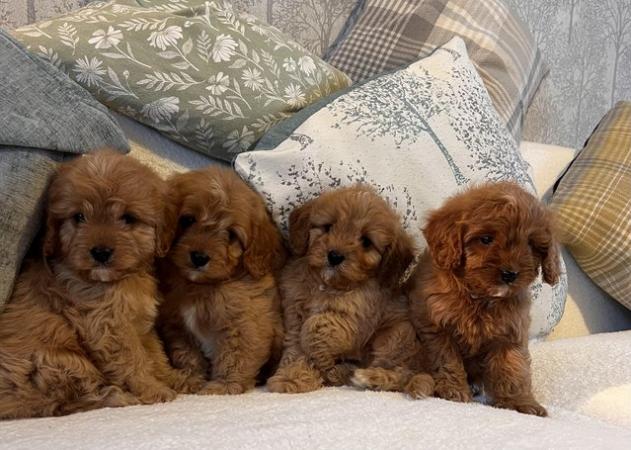 Image 4 of Extensively Health Tested F1 Toy CavaPoo Puppies