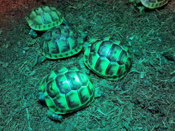 Image 2 of Baby Spur Thigh Tortoises for sale