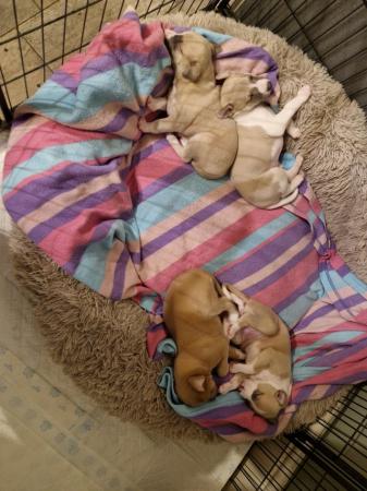 Image 4 of REDUCED!!! 9 week old blue fawn whippet boys
