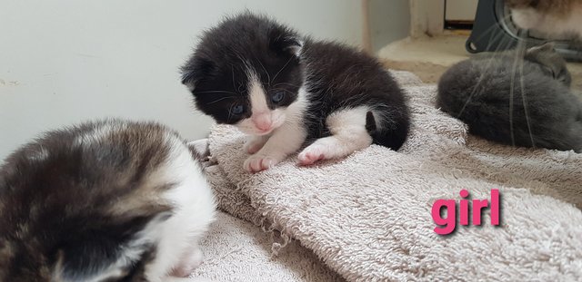 Image 7 of 1 2 week old kitten mixed litter female