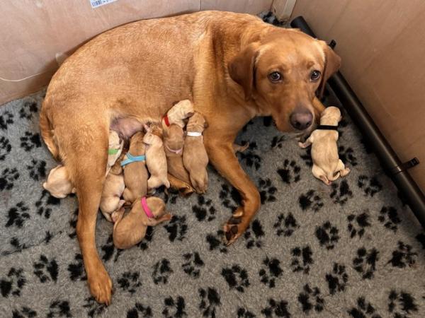 Image 8 of Labrador puppies ready on 26th may