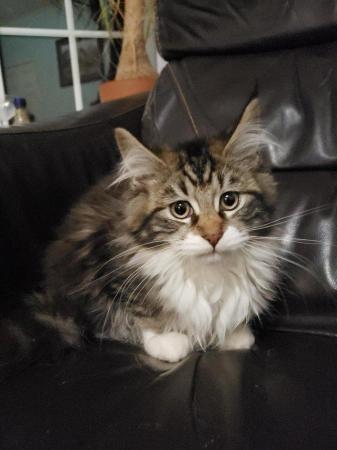 Image 4 of Maine Coon Kittens TICA registered