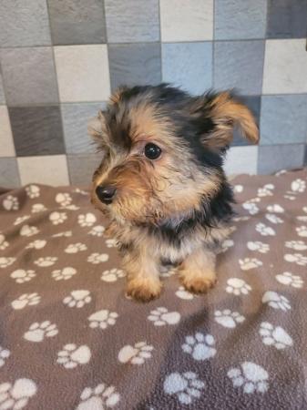Image 3 of yorkshire terrier puppy for sale