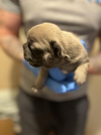 Image 4 of Kennel club registered French bulldog pupps.