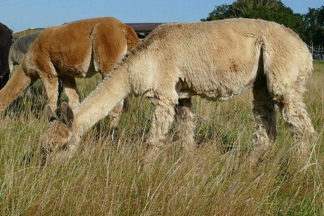 Image 2 of Group of 4 companion alpaca females for sale