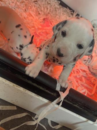 Image 2 of Dalmatian puppies have arrived!!!! ????????