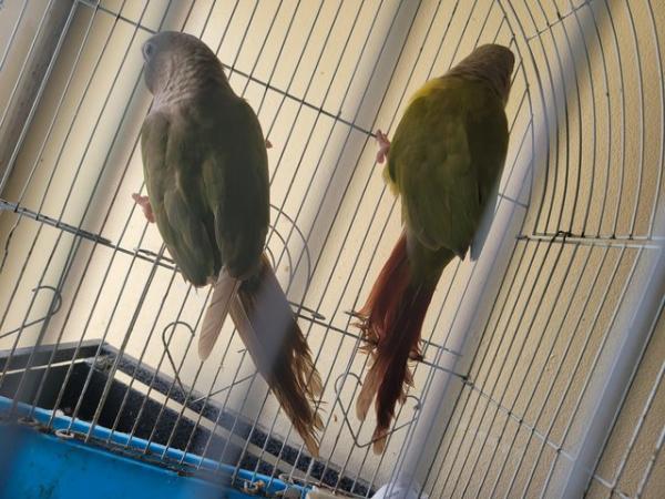 Image 3 of lovely breeding pair conures
