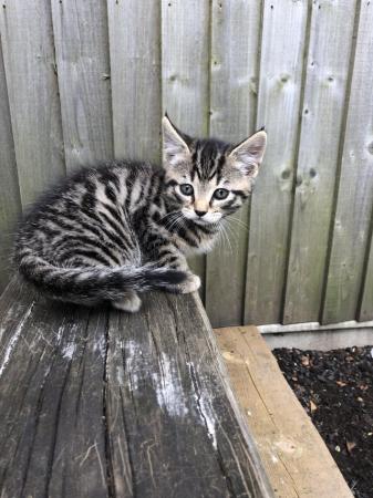 Image 1 of 9 week old Tabby kittens - ready for new homes