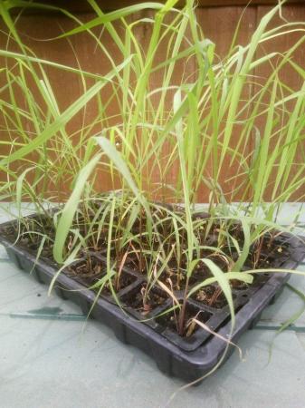 Image 3 of 1 x Lemongrass Plant ( Herb ) for sale £ 4 ( or 2 plants for