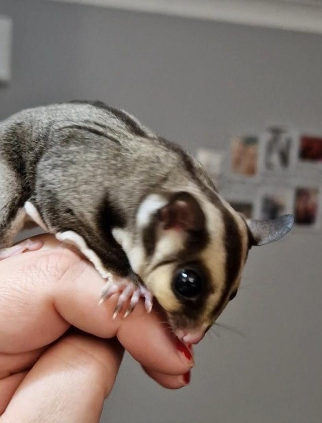 Preview of the first image of 15 month old Male Sugar Glider.