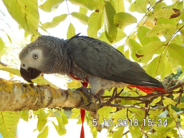 Preview of the first image of Missing African Grey parrot: William.