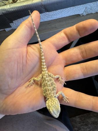 Image 13 of Bearded dragons for sale