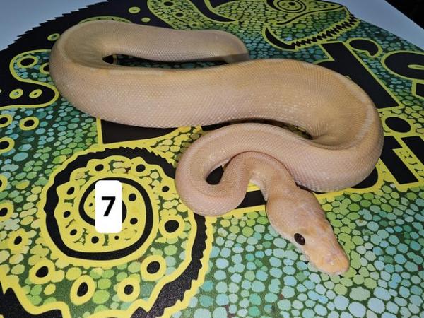 Image 9 of Lots of Beautiful Baby Royal Pythons