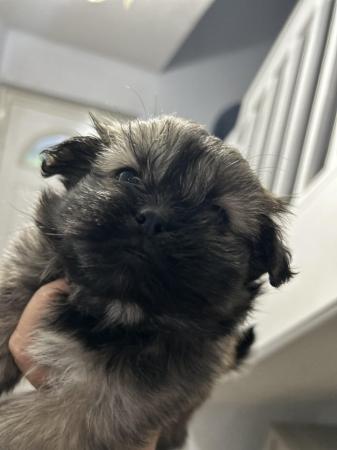 Image 11 of 6 x shihtzu x puppies for sale